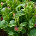 在来種の植物が豊かに生い茂る沿岸湿地のディテール