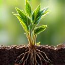 健全な土壌で育つ海洋耐性のある植物のクローズアップ